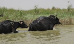 الزراعة تؤكد: العراق يقترب من القضاء على الحمى القلاعية